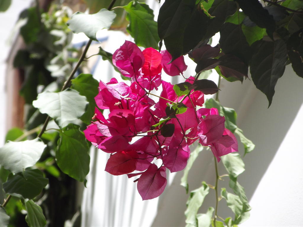 Riad Les Bougainvilliers Marrakesh Esterno foto