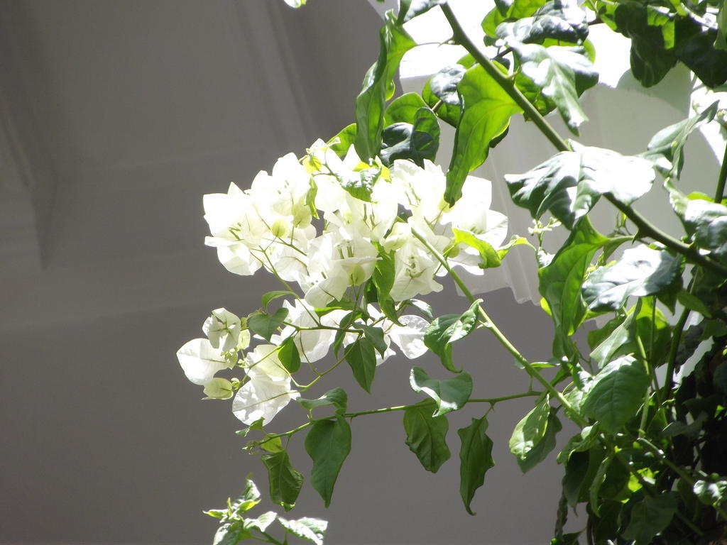 Riad Les Bougainvilliers Marrakesh Esterno foto